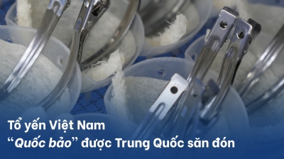 Tổ yến Việt Nam - “Quốc bảo” được Trung Quốc săn đón